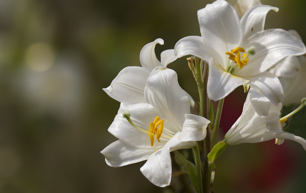 Significado de las flores para difuntos